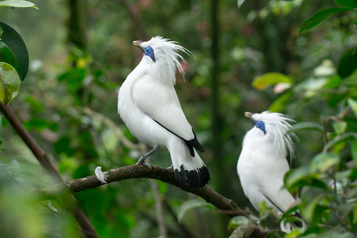 two Bali Starlings perch  on a tree branch  in Bali