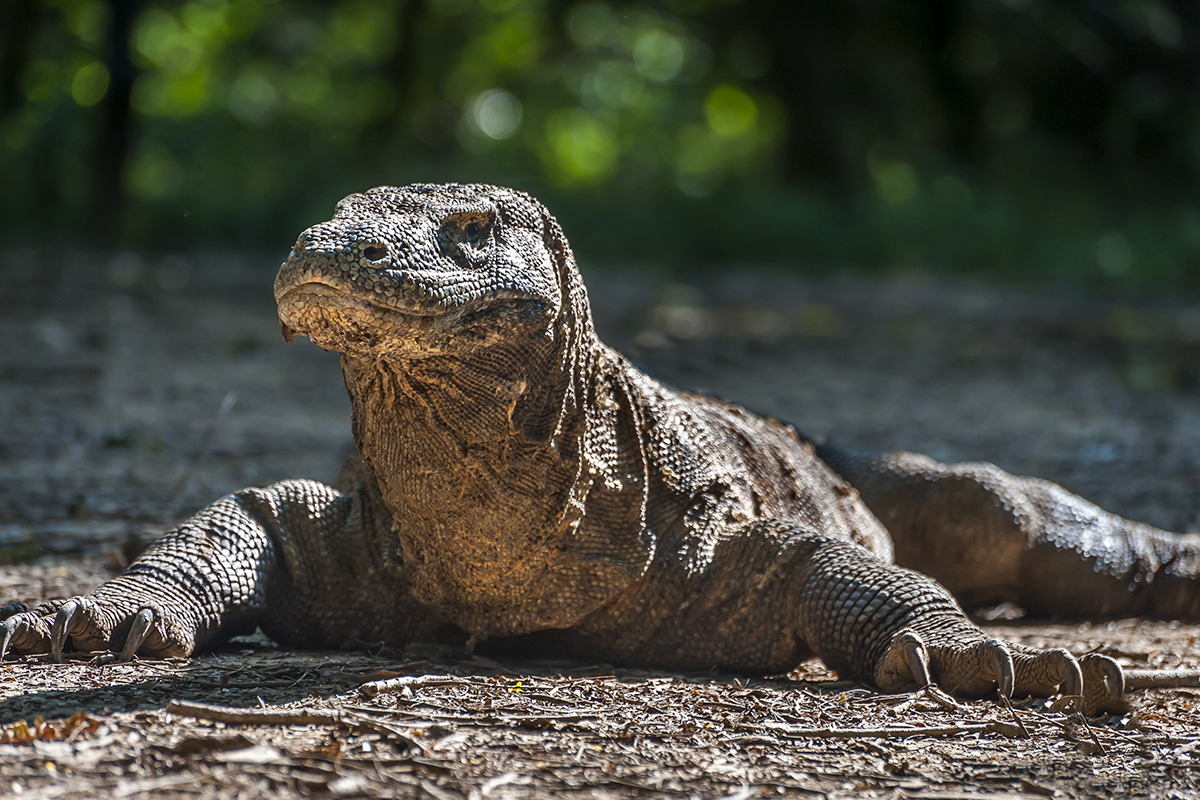 Komodo National Park