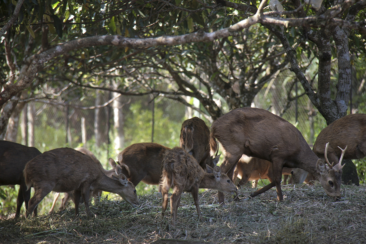 Bawean Deer, Indonesia’s Agile yet Endangered Pride