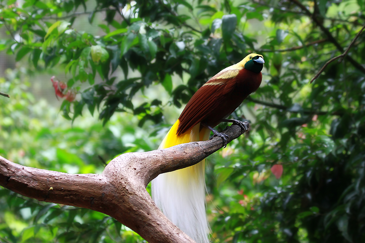 Cendrawasih, the Bird of Paradise