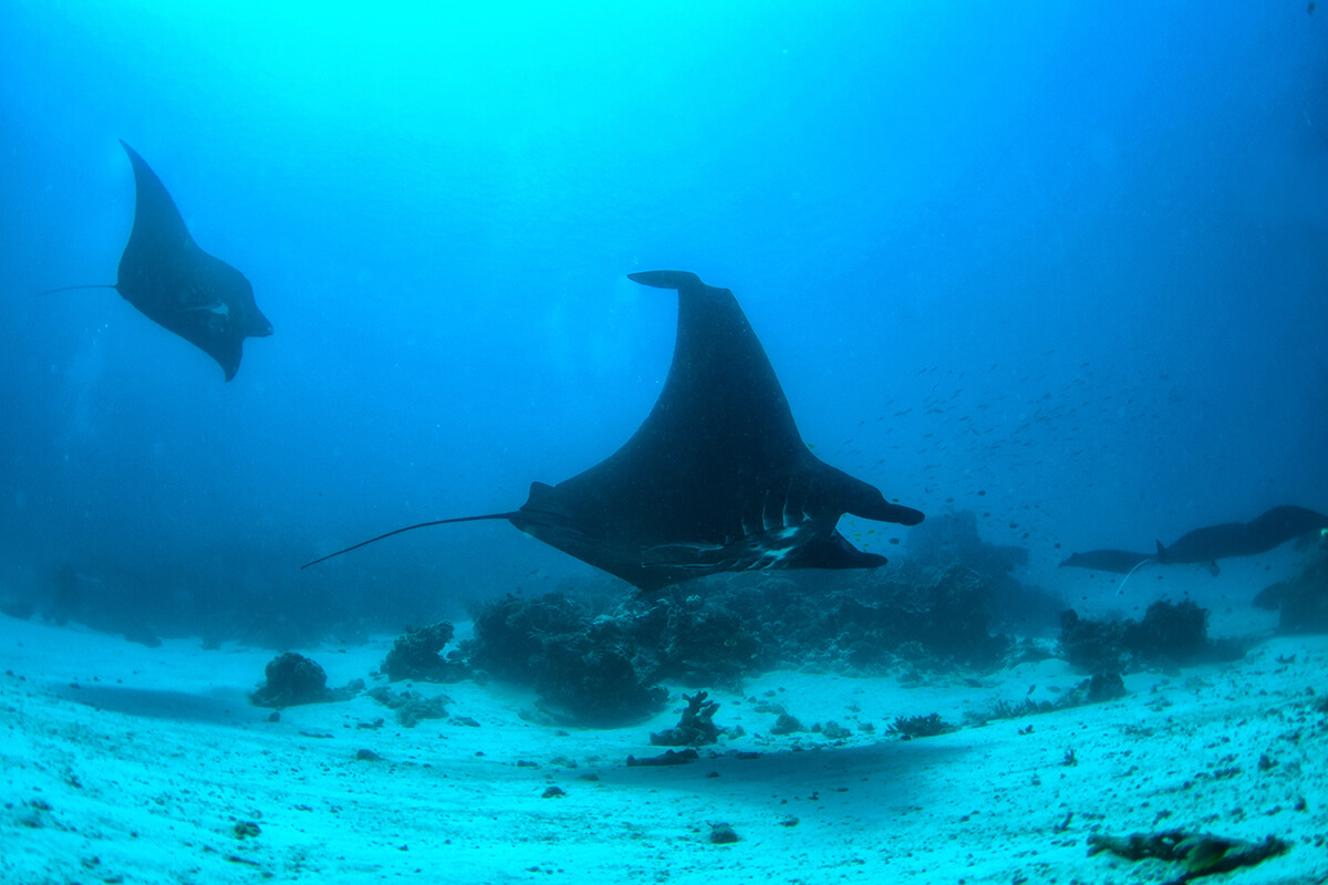 Do not miss these PIECES OF PARADISE at the Incredible RAJA AMPAT ISLANDS