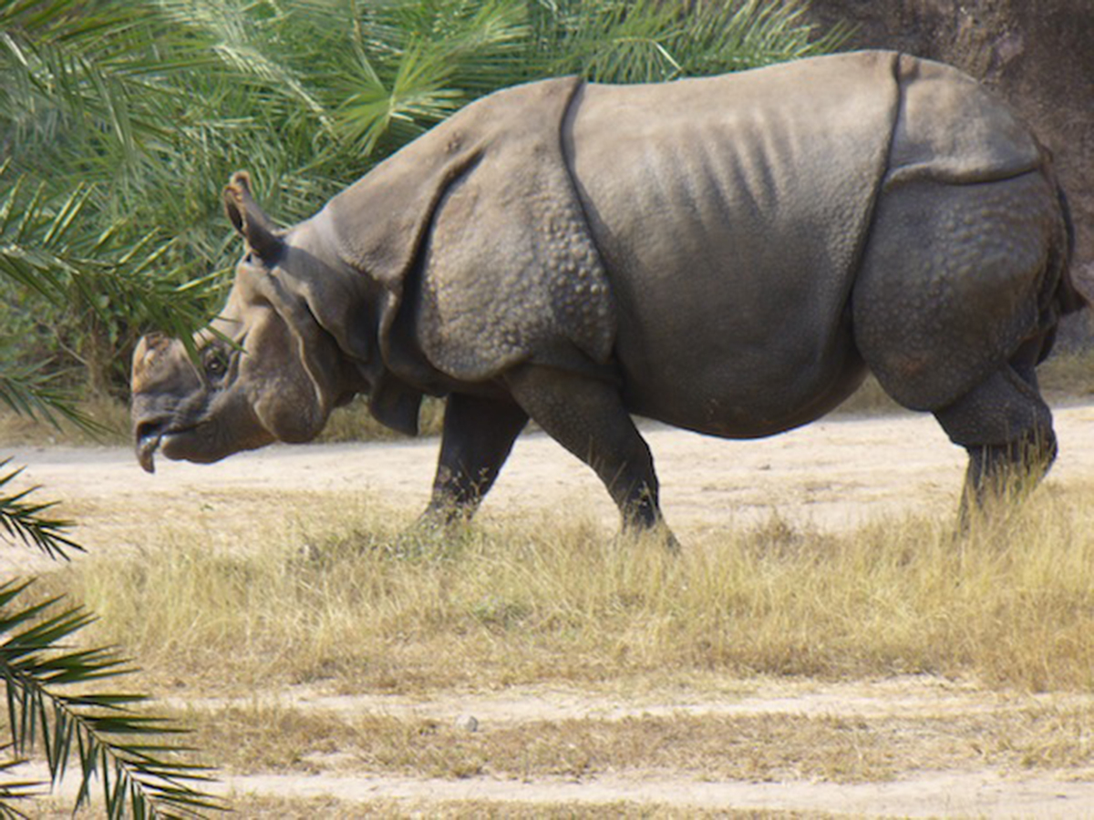 Javan Rhinoceros, the Mighty Icon of Western Indonesia