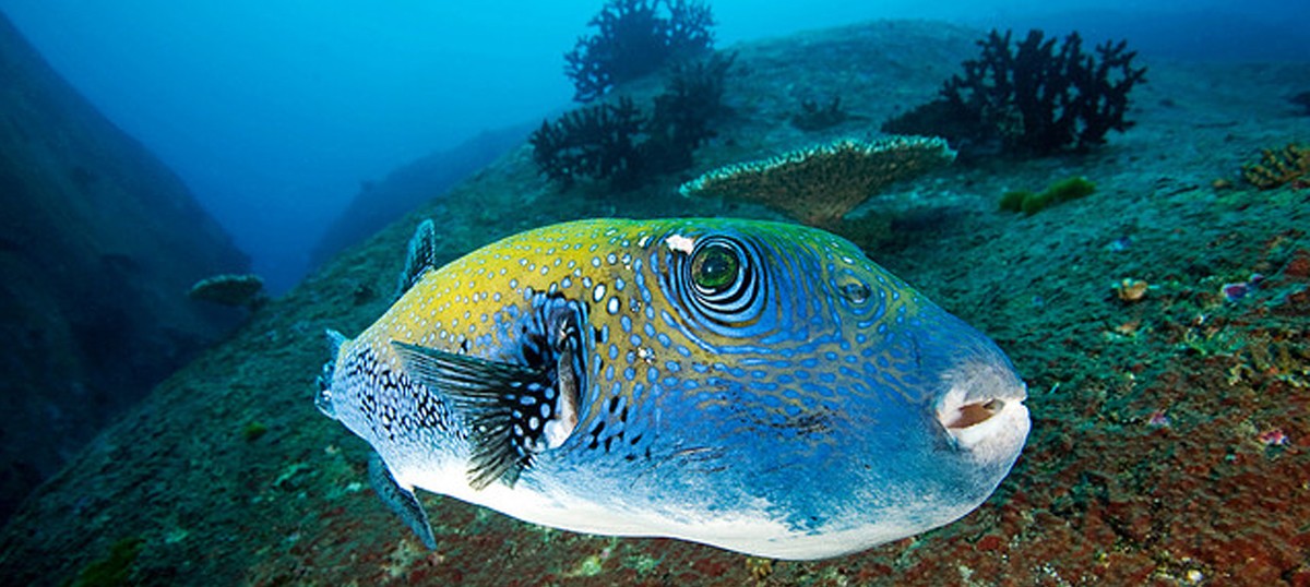 Bawah Island: Divers' Paradise in South China Sea