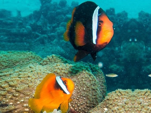 Bawah Island in the Anambas: Divers’ Paradise in the South China Sea