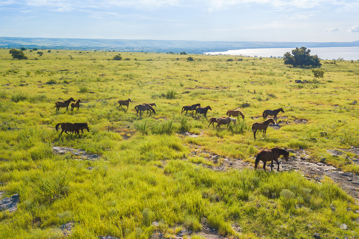 The Fascinating 1001 Sandalwood Horses Festival on Sumba Island