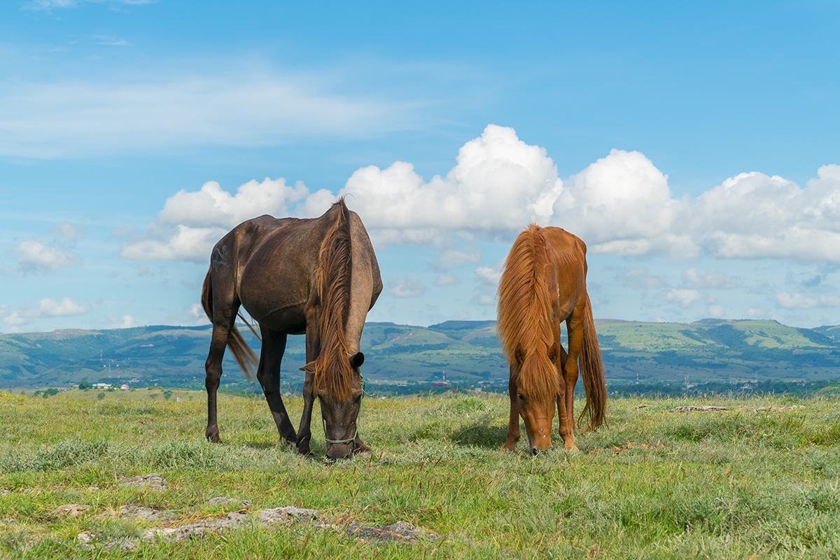 The Fascinating 1001 Sandalwood Horses Festival on Sumba Island