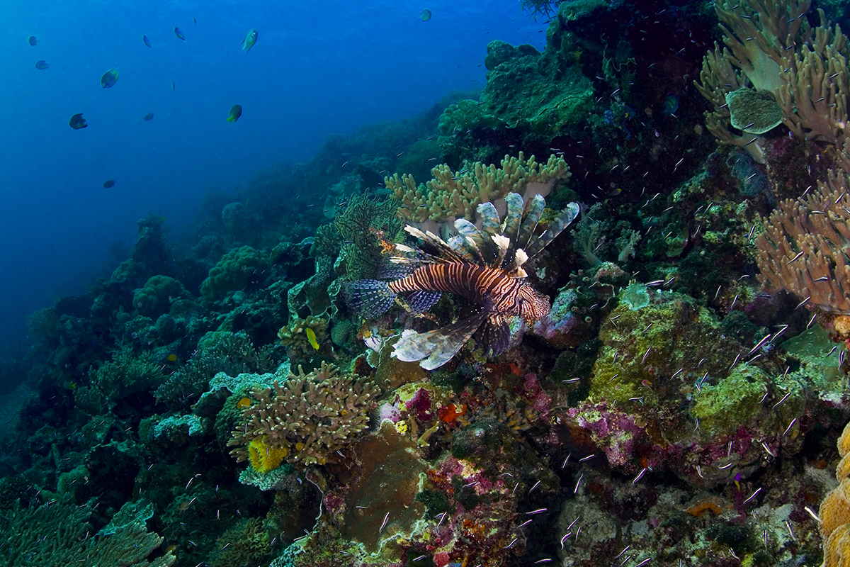 WAKATOBI WAVE 2018: Explore the Breathtaking Seas and Culture of Wakatobi