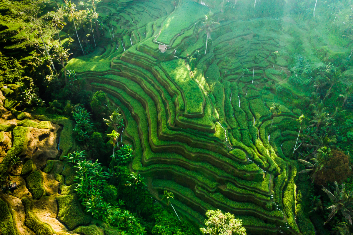 Hamparan sawah hijau yang asri dari Tegalalang, Ubud