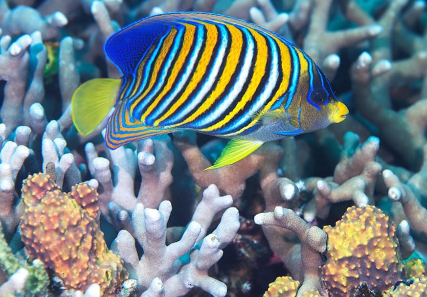 Lembeh Strait Festival 2016 near Manado 