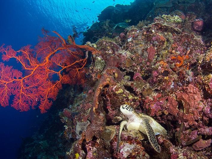 INDONESIA, The Most Popular Dive Destination 2017 : Dive Magazine