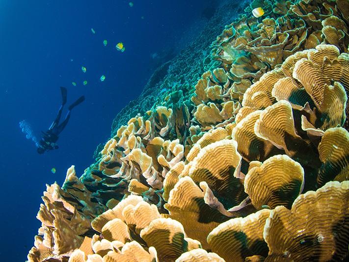 INDONESIA, The Most Popular Dive Destination 2017 : Dive Magazine