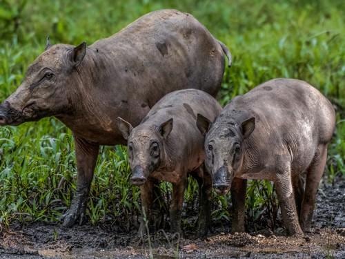 Photographing Endemic Wildlife of North Sulawesi