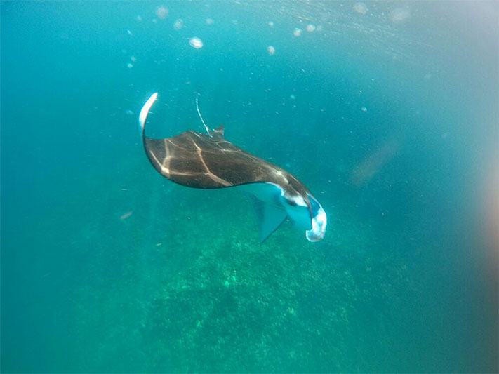 The Government is Taking Action to Cleanse Bali’s Sea from Drifting Litter