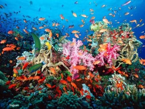 The Magnificent Seven: Indonesia’s 7 Remarkable Marine National Parks