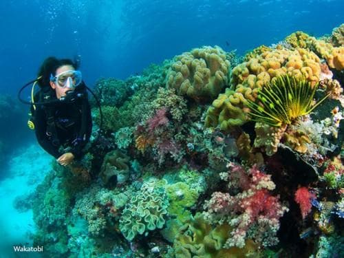 The Magnificent Seven: Indonesia’s 7 Remarkable Marine National Parks