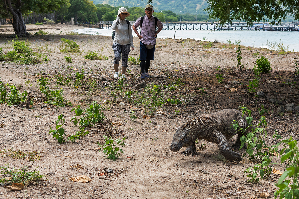 Destination LABUAN BAJO: Infrastructure, Human Resources Built on SUSTAINABLE TOURISM DEVELOPMENT  