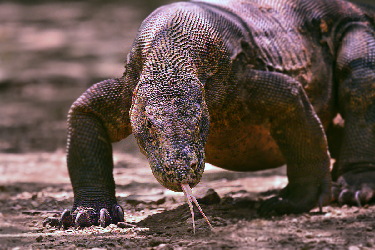 LABUAN BAJO, buffer zone to Komodo National Park is now under Tourism Authority