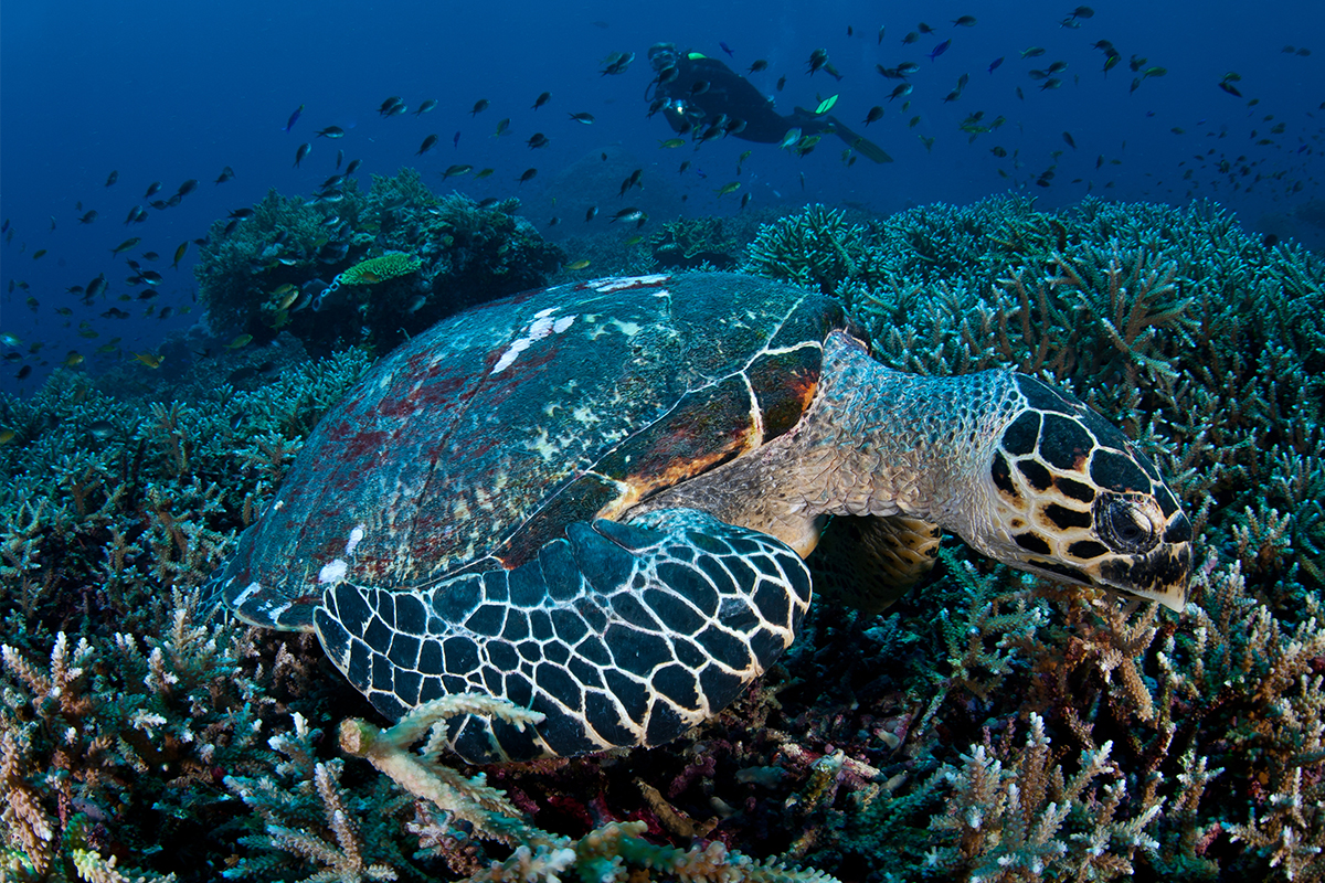 LABUAN BAJO, buffer zone to Komodo National Park is now under Tourism Authority