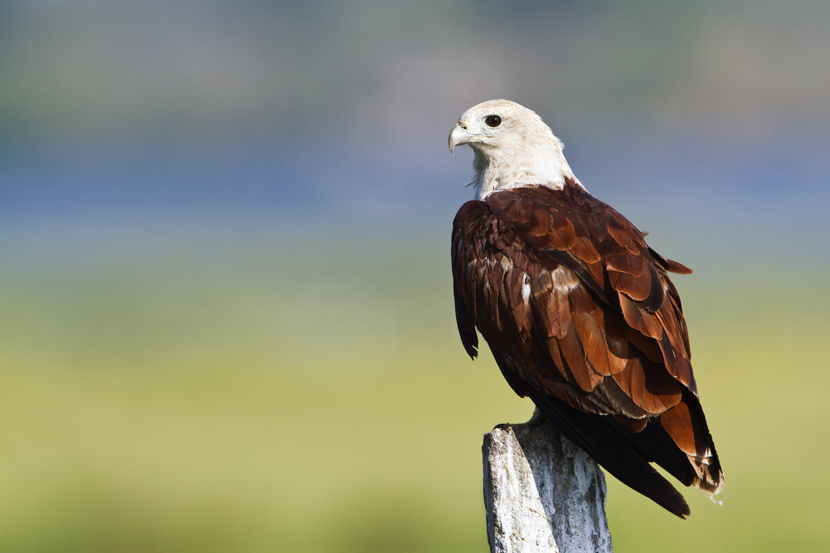 MOMO the Brahminy Kite : MASCOT of  ASIAN PARA GAMES 2018