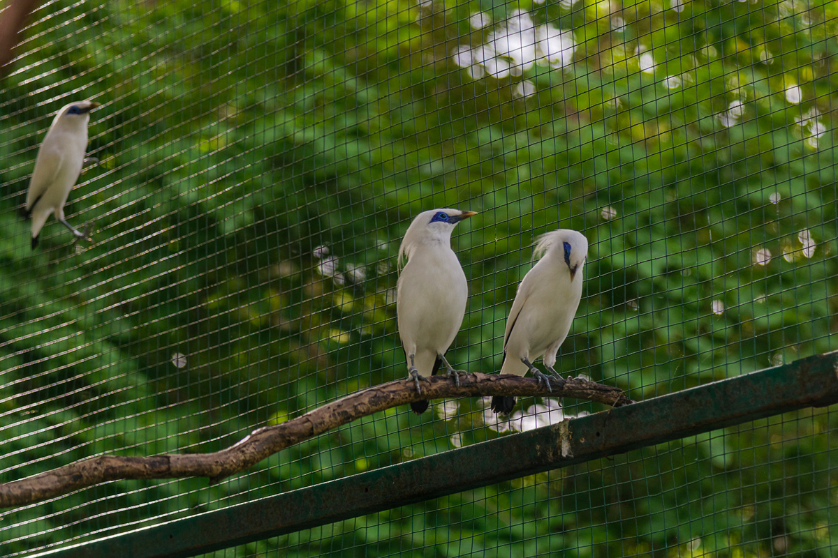 Bali Starlings at Plataran Menjangan, Bali