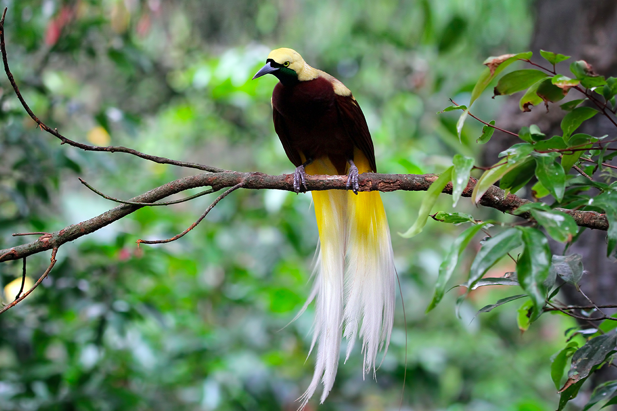 a Cendrawasih bird