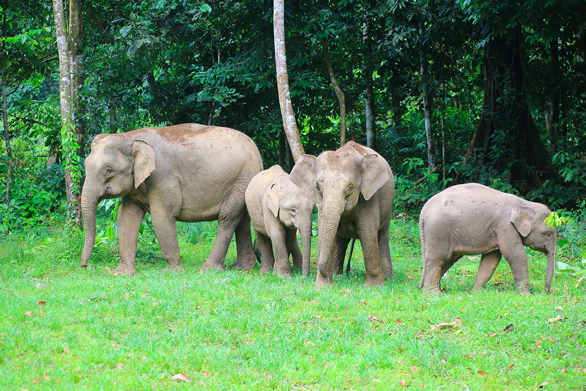 a group of Borneo Elephants