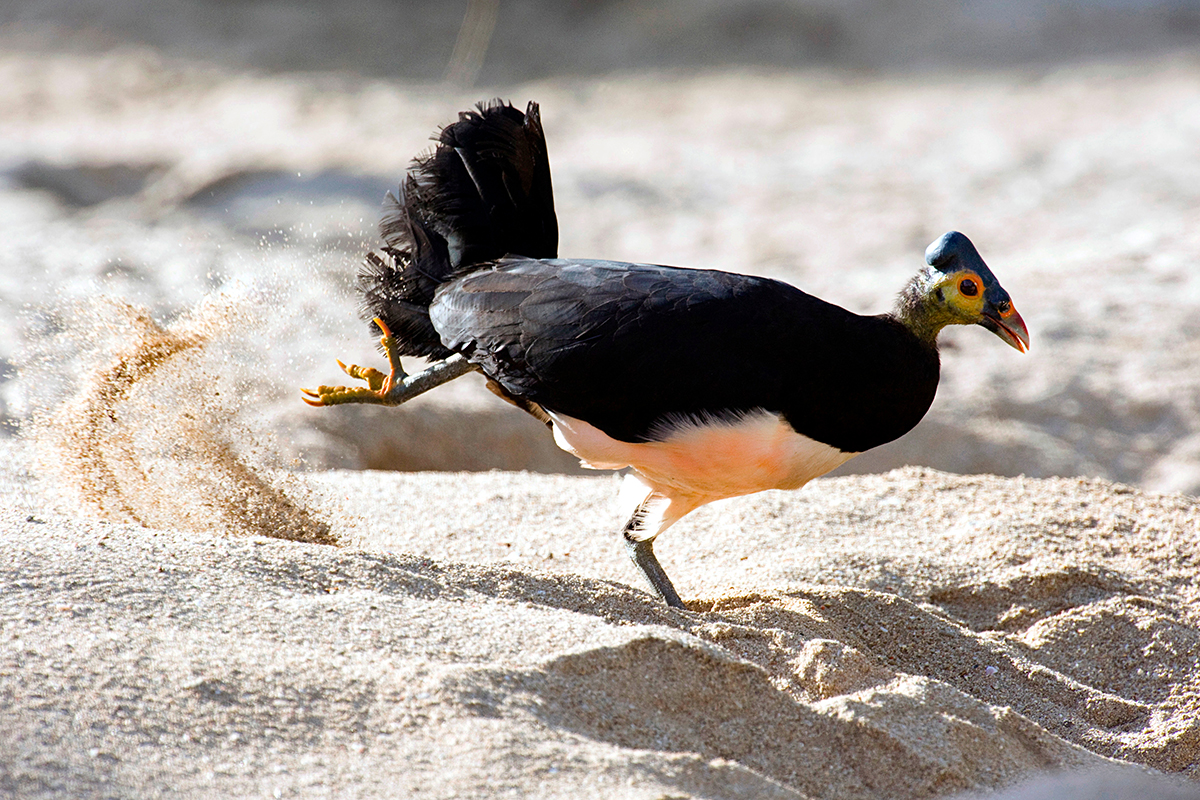 a Maleo bird