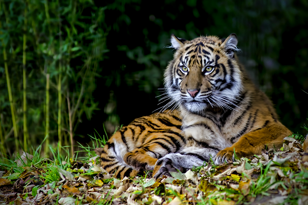 A Sumatran Tiger