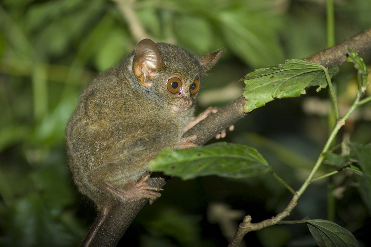 a Pygmy Tarsier