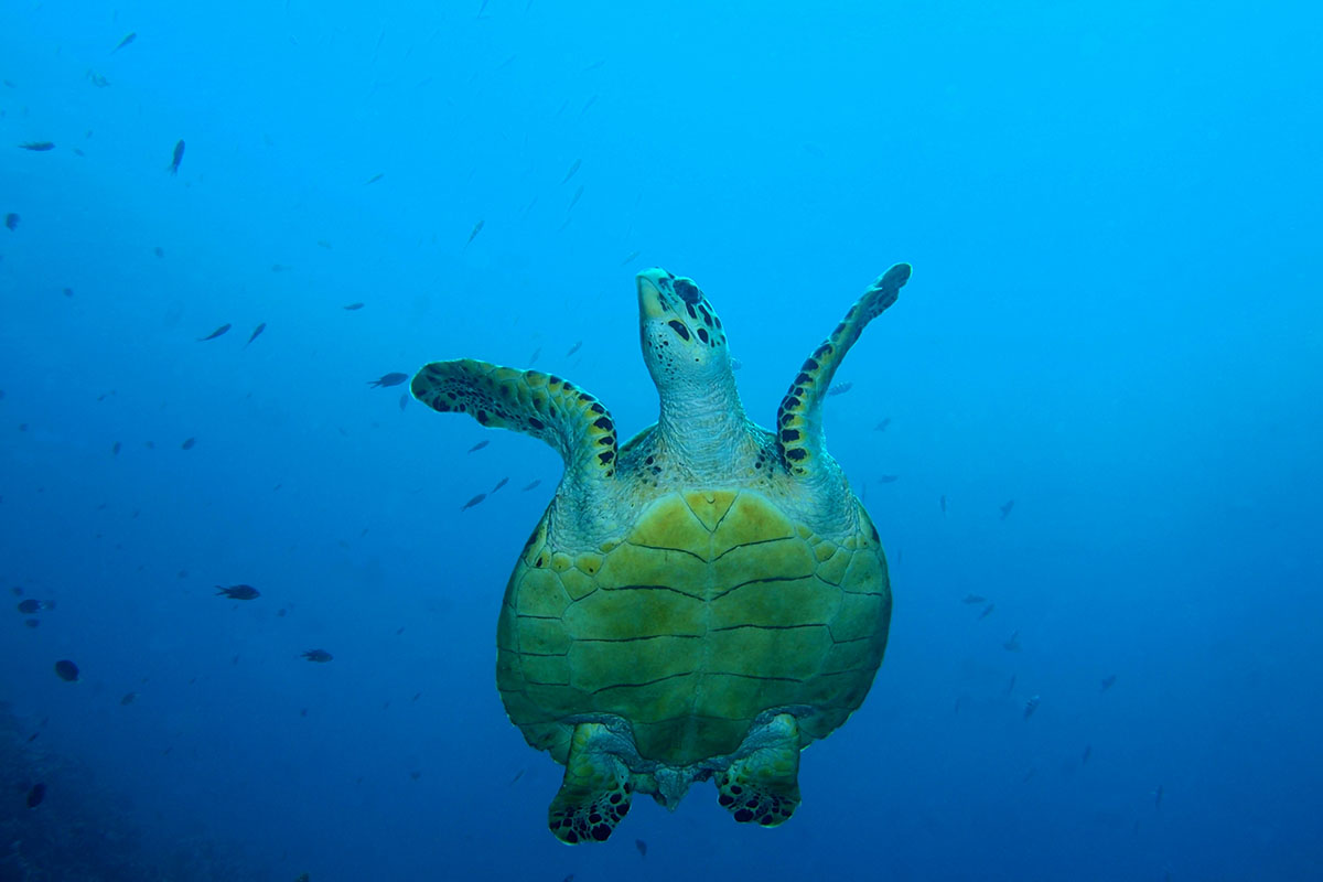 a turtle swimming underwater